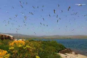 سد شهید کاظمی “بی کندی” میزبان هزاران قطعه پرنده کاکایی