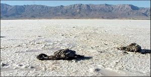 ۸۰ درصد برنامه‌های احیای دریاچه اورمیه اجرا نشده است