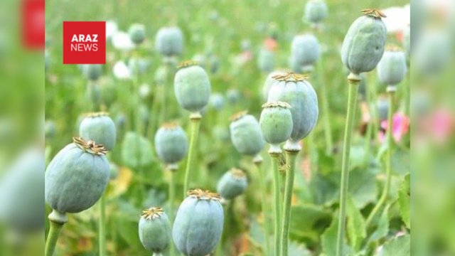 هشدار درباره موج جديد اعتياد در ايران؛ كشاورزان به جاى برنج خشخاش مى كارند