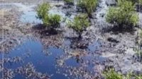 رئیس اداره حفاظت محیط‌زیست قشم: آلودگی نفتی سواحل قشم به منطقه شیب‌دراز سرایت کرد