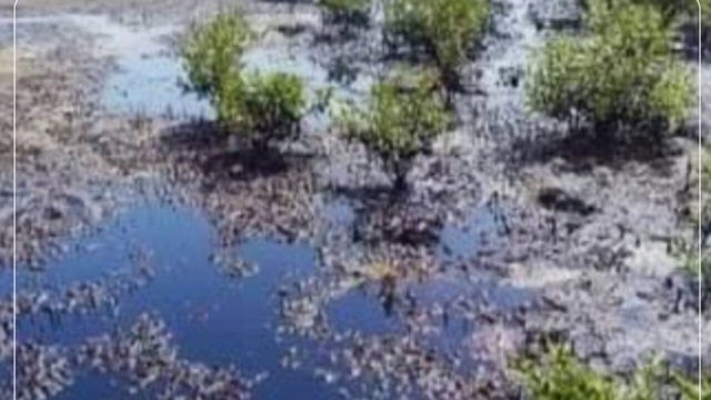 رئیس اداره حفاظت محیط‌زیست قشم: آلودگی نفتی سواحل قشم به منطقه شیب‌دراز سرایت کرد