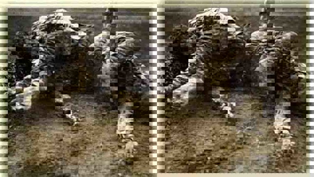 حقایق تاریخی در روابط ترک – ارمنی (بخش دوم)