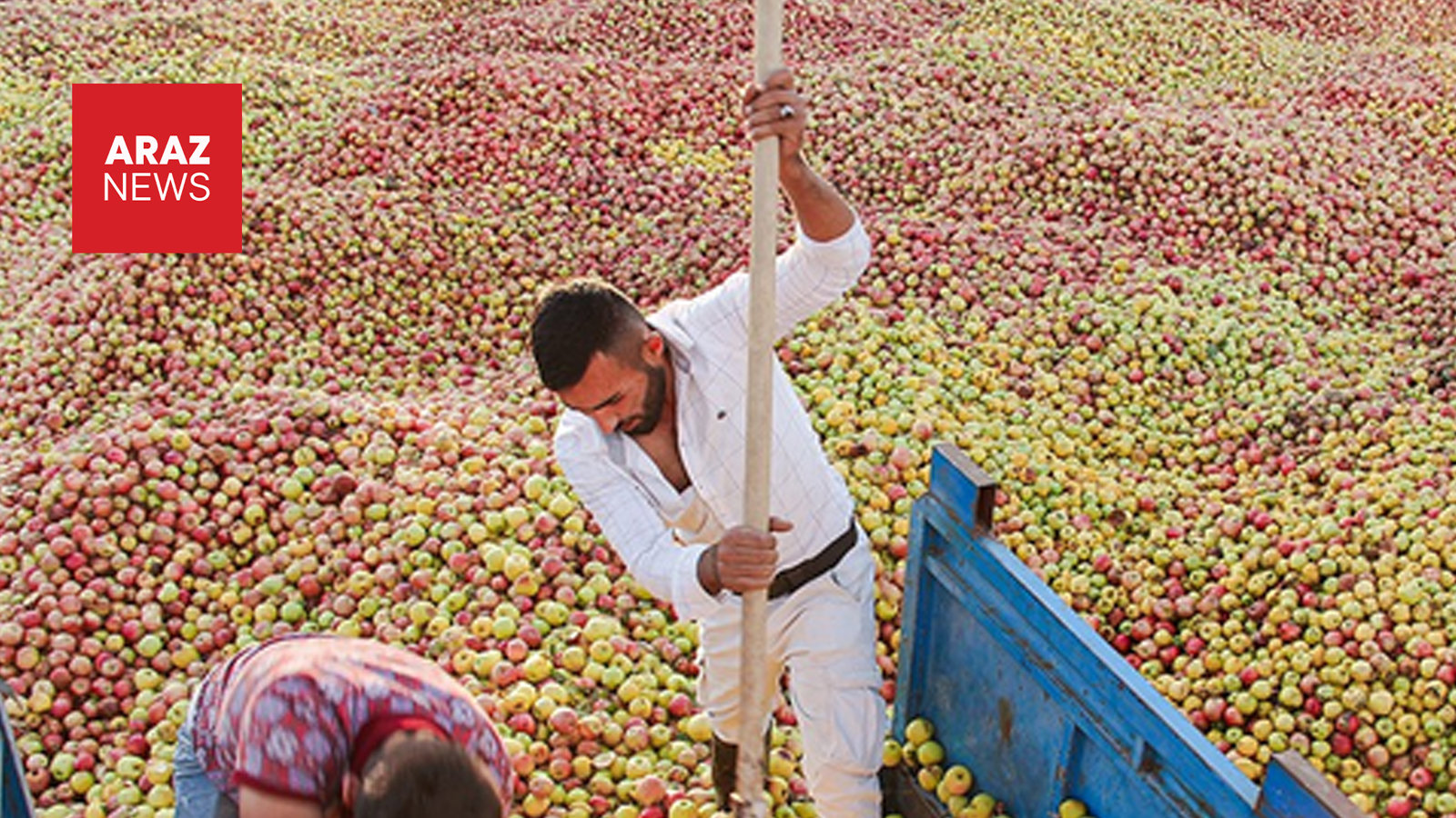 چرا استانی با بزرگ‌ترین بحران خشکسالی، قطب اول تولید سیب ایران است؟