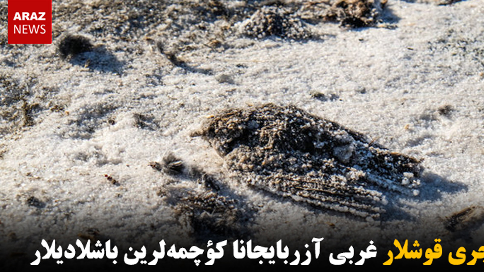 کؤچری قوشلار غربی آزربایجانا کؤچمه‌لرین باشلادیلار