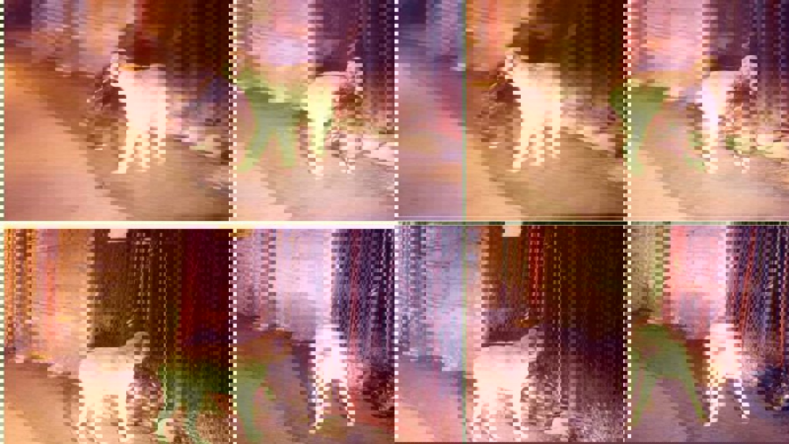 سگ حافظ محیط زیست در خلخال