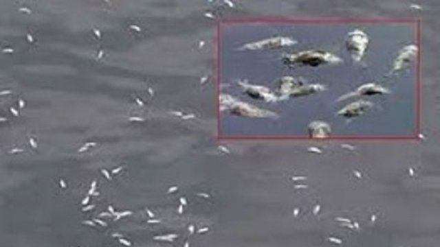 ۳۰۰قطعه ماهی در باراندوز چای اورمیه تلف شدند