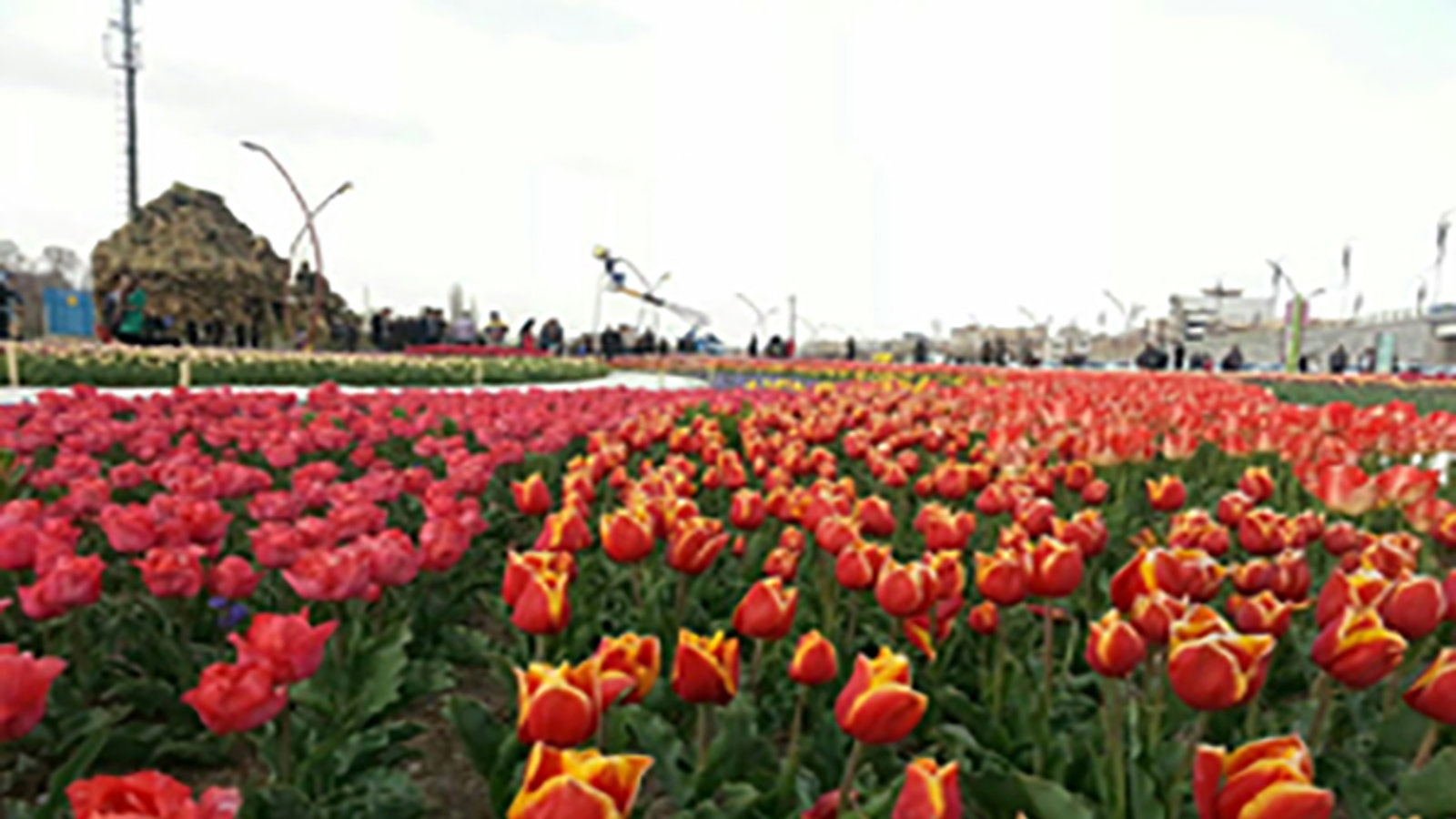 ششمین جشنواره گل در اورمیه برگزار خواهد شد