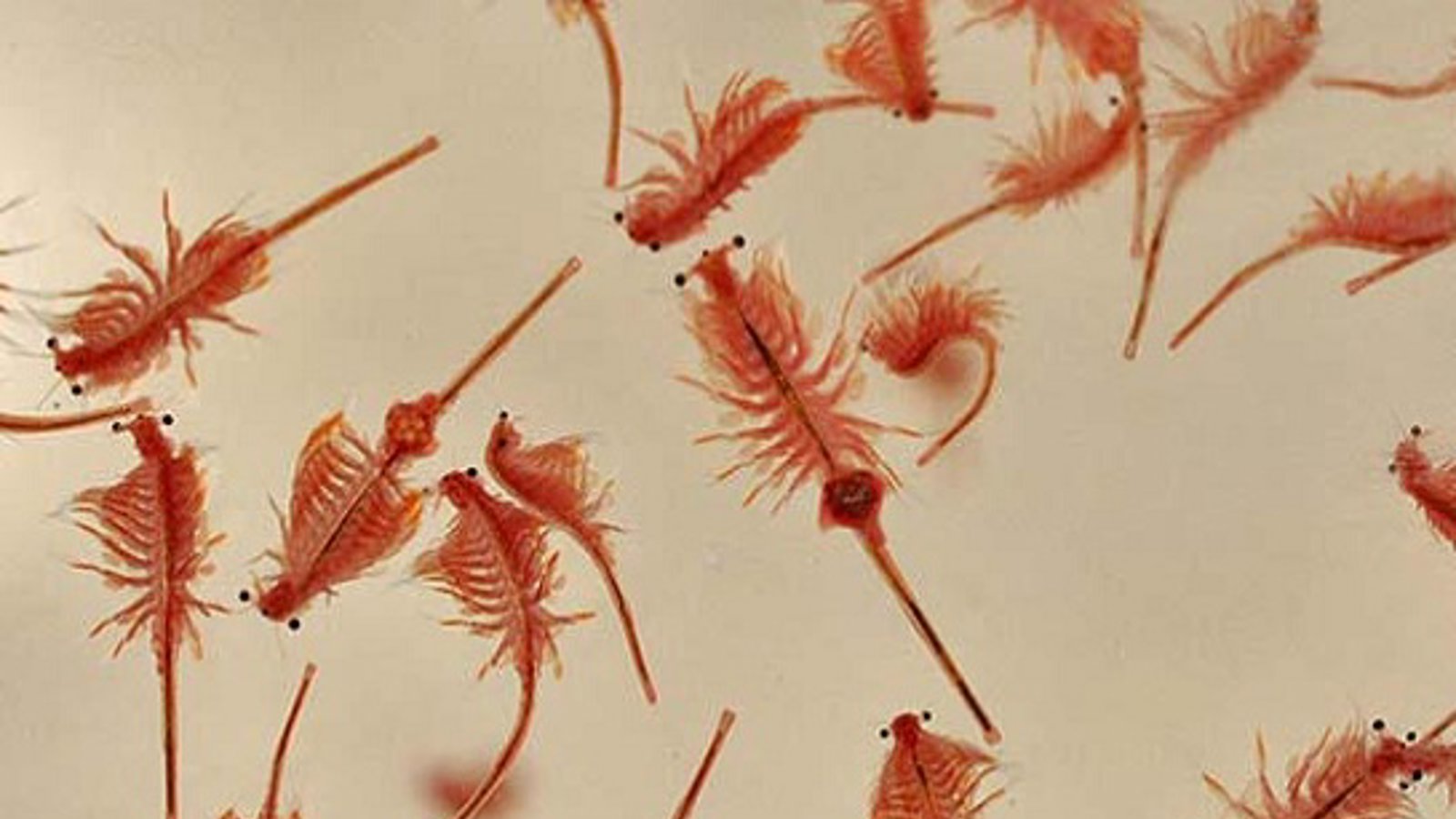 پایان حیات آرتیمیا در دریاچه اورمیه