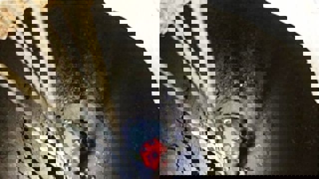 یک پیرزن ۶۰ ساله بطور معجزه آسایی از مرگ نجات یافت