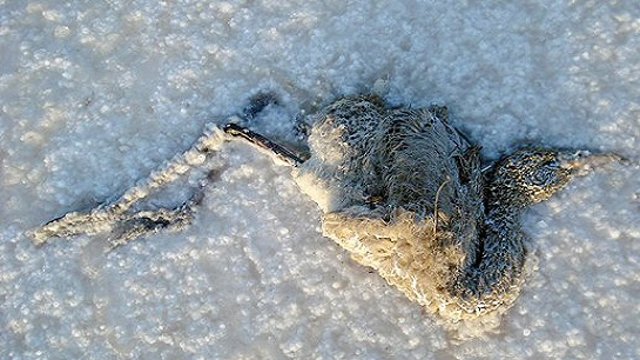 نمک دریاچه اورمیه به زندگی ۱۴ میلیون نفر در آزربایجان خاتمه خواهد داد