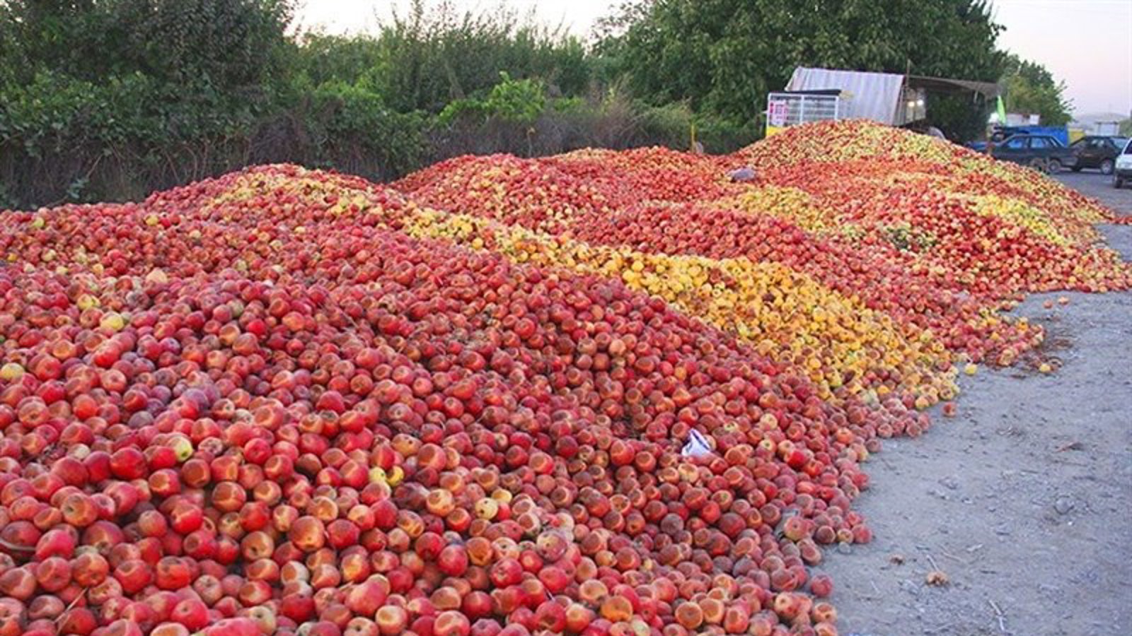 سیب‌های فاسد، آب دریاچۀ اورمیه را خوردند