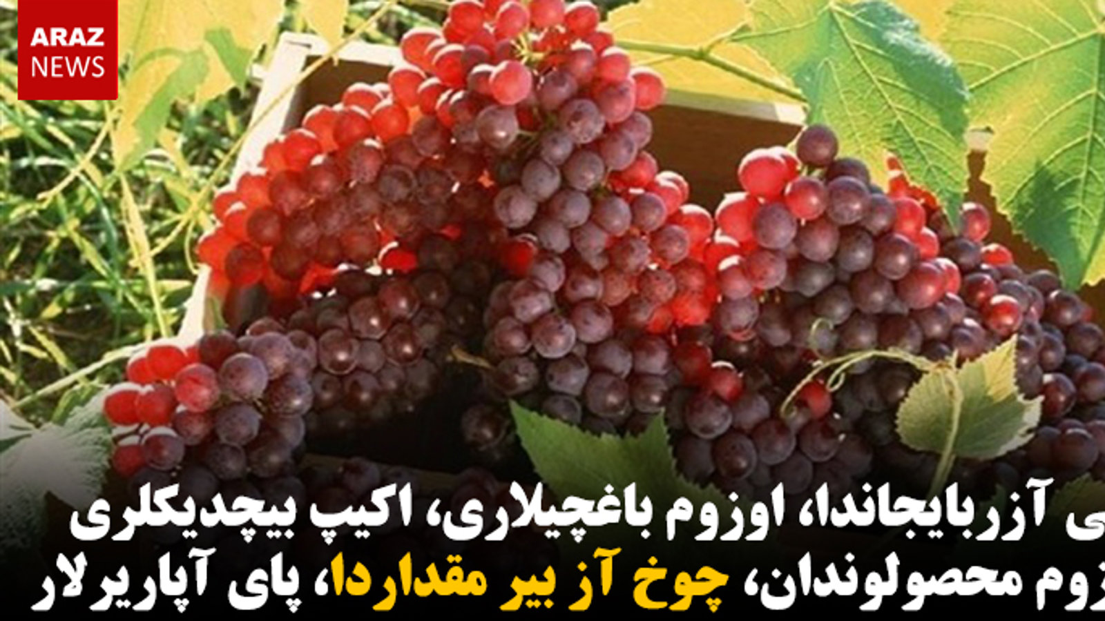 باتی آزربایجاندا، اوزوم باغچیلاری، اکیپ بیچدیکلری اوزوم محصولوندان، چوخ آز بیر مقداردا، پای آپاریرلار