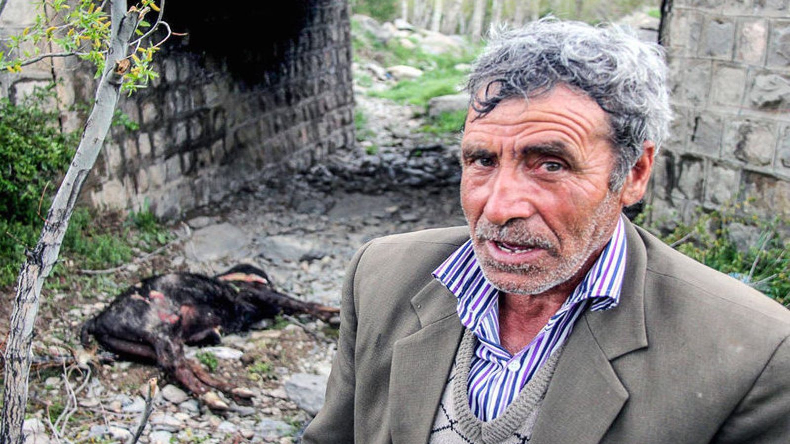 واکسیناسیون دام بعد از شیوع بیماری تب برفکی!