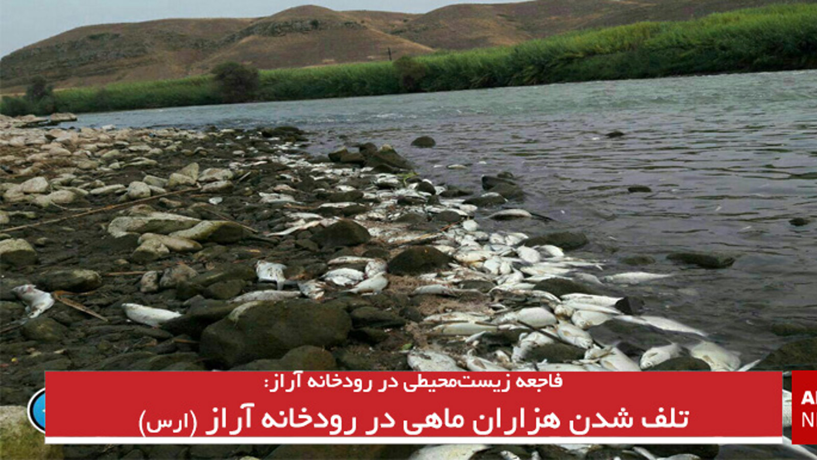 تلف شدن هزاران ماهی در رودخانه آراز (ارس)