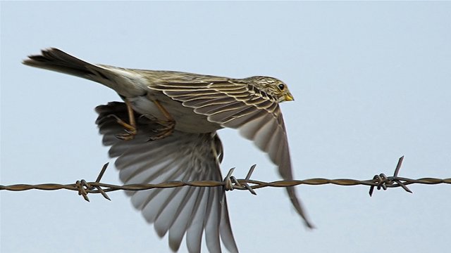 میلاد اکبری آزاد شد