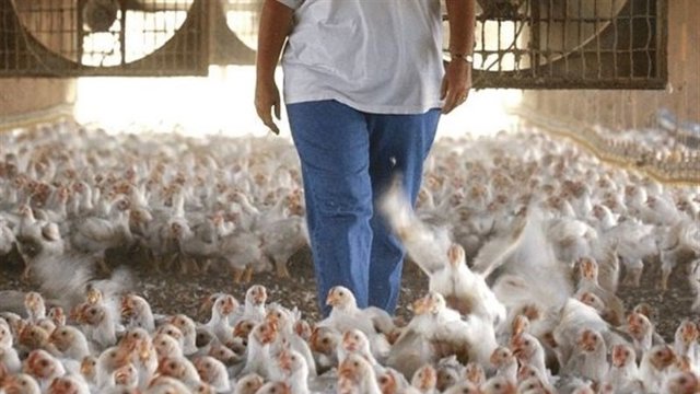 قیمت مرغ سر به آسمان کشید!/ مرغ در اورمیه کمیاب شد