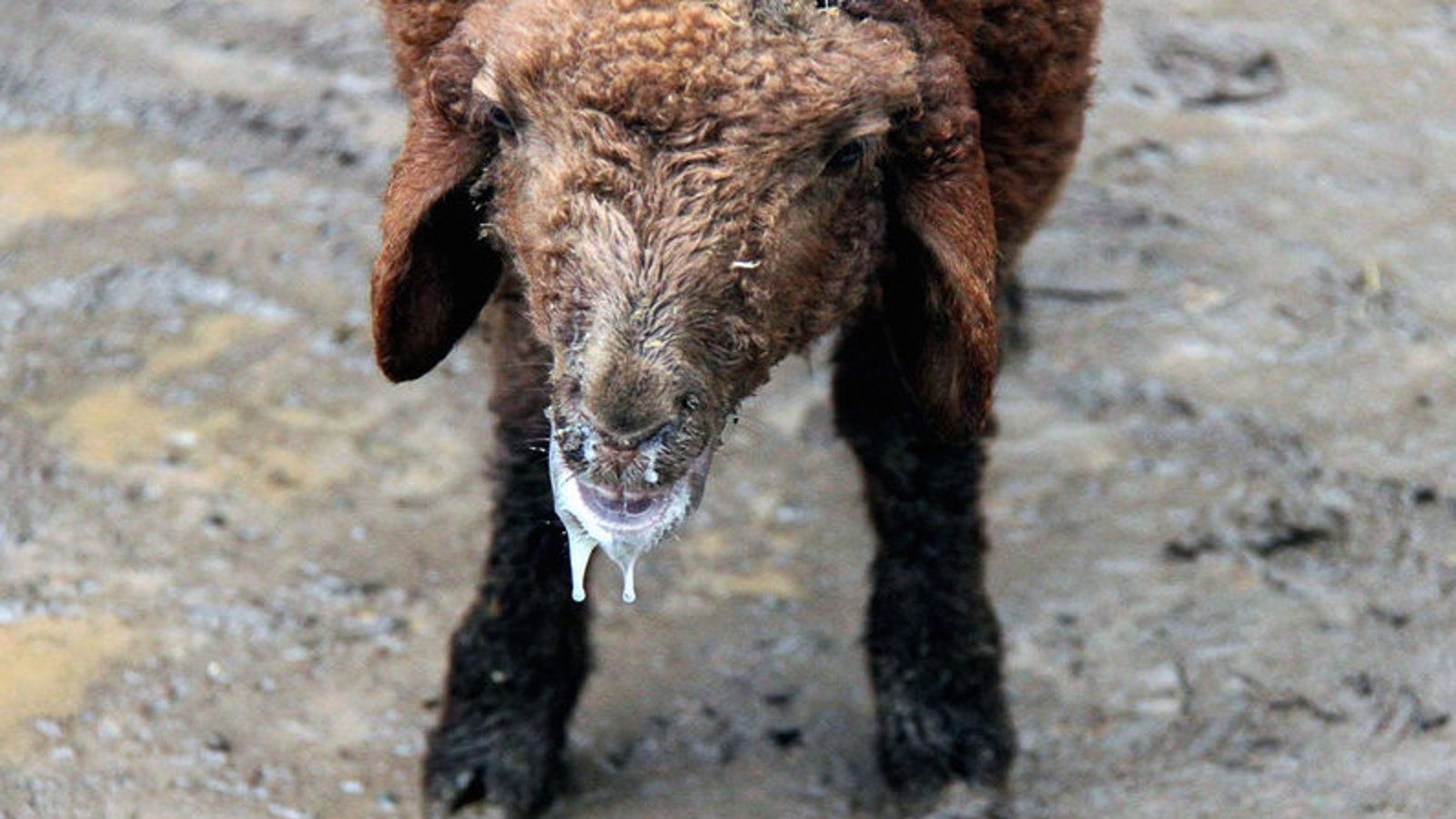 گزارش تصویری از شیوع  تب برفکی (داباق) در قاراداغ