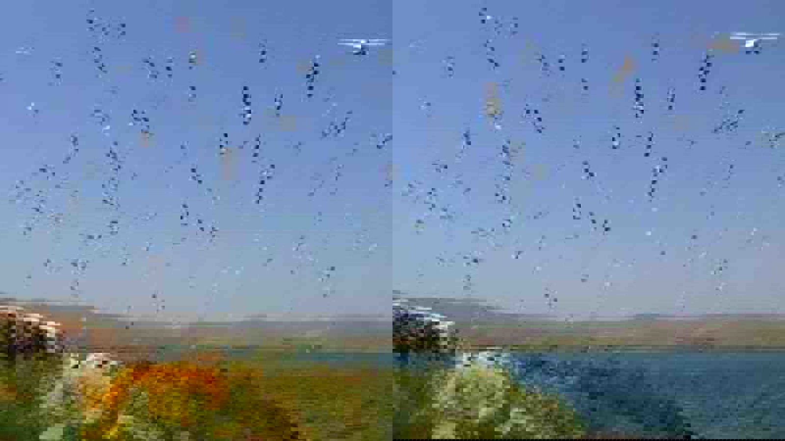 سد شهید کاظمی "بی کندی" میزبان هزاران قطعه پرنده کاکایی