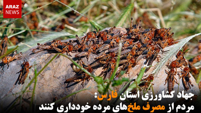 مردم از مصرف ملخ‌های مرده خودداری کنند