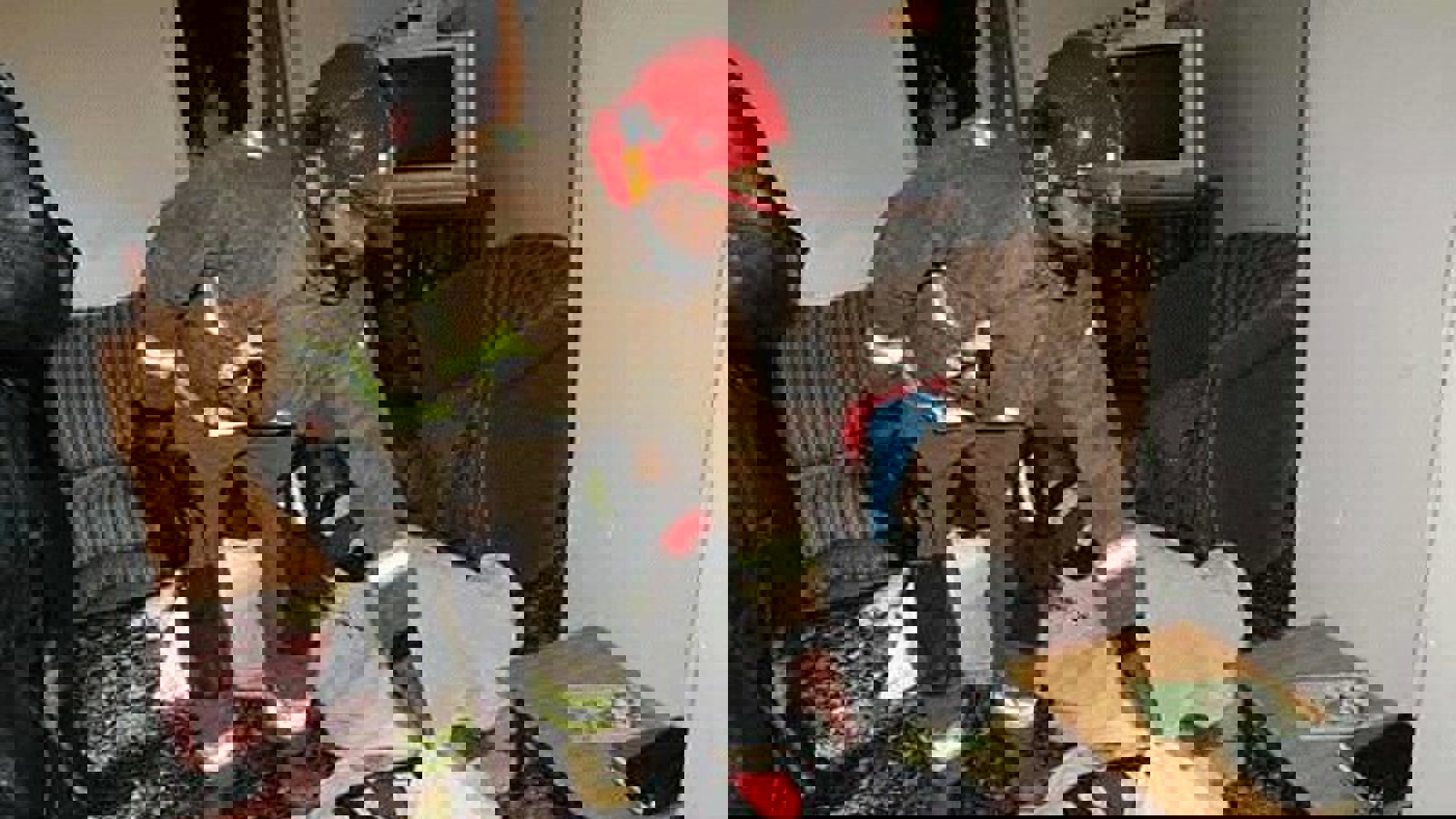 گازگرفتگی در آذربایجان شرقی تاکنون ۱۵ کشته برجای گذاشته است