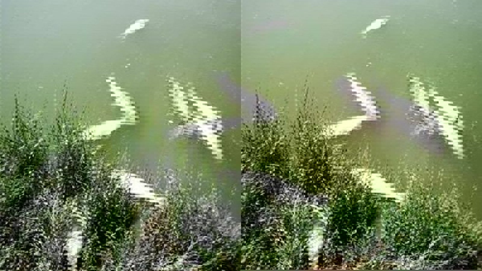 آلودگی رودخانه ارس به مواد سرطان زا