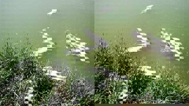 آلودگی رودخانه ارس به مواد سرطان زا