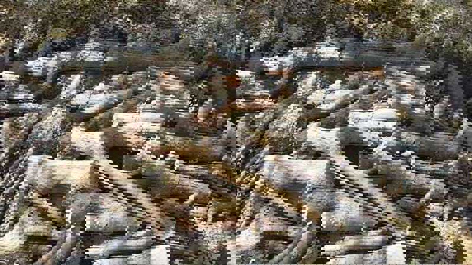 کشف ۱۰ تن چوب جنگلی قاچاق در آستارا