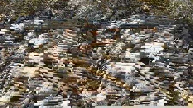 کشف ۱۰ تن چوب جنگلی قاچاق در آستارا