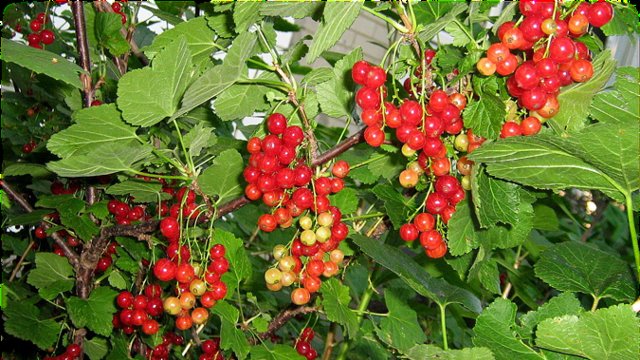 تراژدی زیست‌محیطی قاراداغ و آخرین نفسهای شش تنفسی آزربایجان - سعید خزر