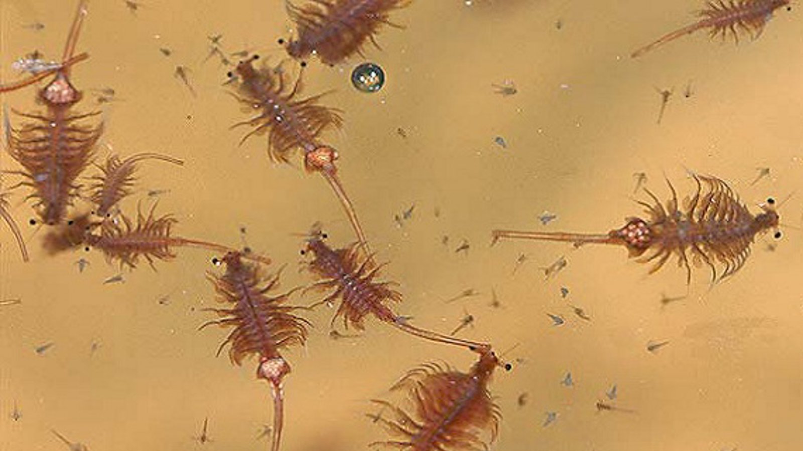 دریاچه کفن پوش آذربایجان؛ کوچاندن آرتمیا از اورمیه به رفسنجان