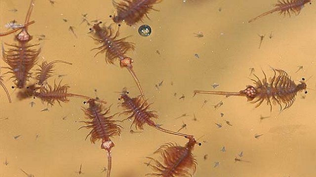 دریاچه کفن پوش آذربایجان؛ کوچاندن آرتمیا از اورمیه به رفسنجان