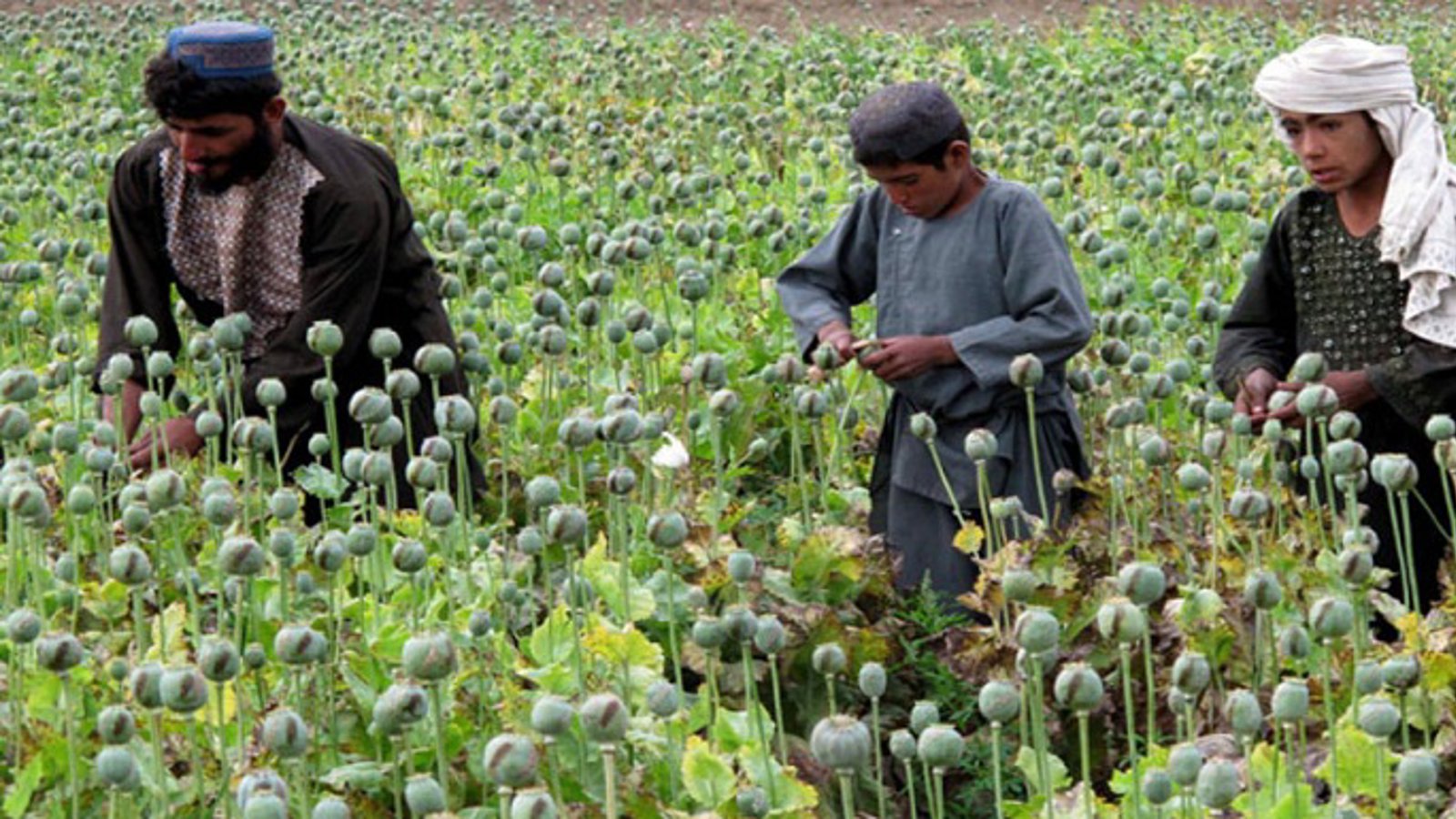 تولید ۹۰ % تریاک دنیا در افغانستان