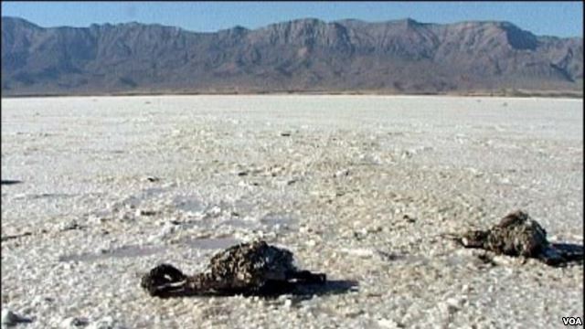 مدیر کل حفاظت محیط زیست آذربایجان غربی: نابودی 50 درصد تنوع زیستی منطقه با خشک شدن دریاچه ارومیه