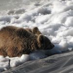 نجات ”خرس” و ”گورکن” از یک استخر یخ زده در شهرستان میانه + فیلم