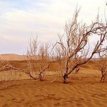 بحران زیست محیطی در زنجان: ۲۰ درصد از مساحت استان در معرض بیابانی شدن