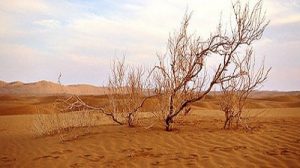 بحران زیست محیطی در زنجان: ۲۰ درصد از مساحت استان در معرض بیابانی شدن