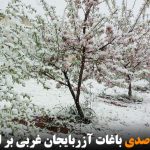 خسارت ۹۰ درصدی باغات آزربایجان غربی بر اثر بارش برف