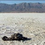 مدیر کل حفاظت محیط زیست آذربایجان غربی: نابودی 50 درصد تنوع زیستی منطقه با خشک...