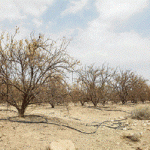 عجب‌شیر: کاهش ۶ متری سطح آب‌های زیرزمینی