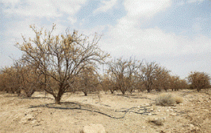 عجب‌شیر: کاهش ۶ متری سطح آب‌های زیرزمینی