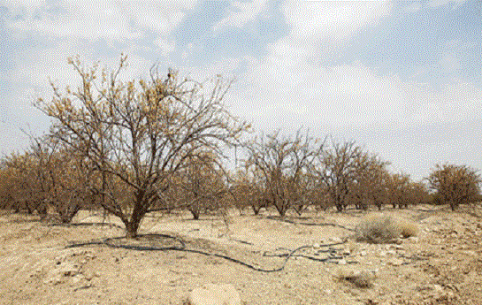 عجب‌شیر: کاهش ۶ متری سطح آب‌های زیرزمینی