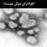 آنفولانزای خوکی چیست؟