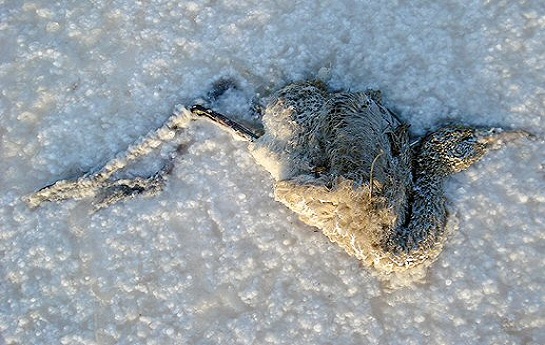 نمک دریاچه اورمیه به زندگی ۱۴ میلیون نفر در آزربایجان خاتمه خواهد داد