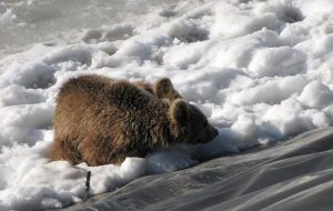 نجات ”خرس” و ”گورکن” از یک استخر یخ زده در شهرستان میانه + فیلم