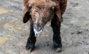 گزارش تصویری از شیوع تب برفکی (داباق) در قاراداغ