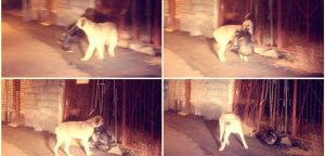 سگ حافظ محیط زیست در خلخال