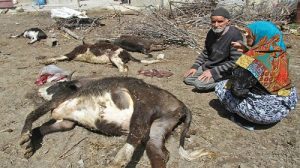 تب برفکی همچنان در آزربایجان جنوبی بیداد می کند