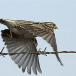 میلاد اکبری آزاد شد