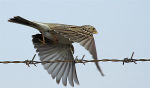 میلاد اکبری آزاد شد