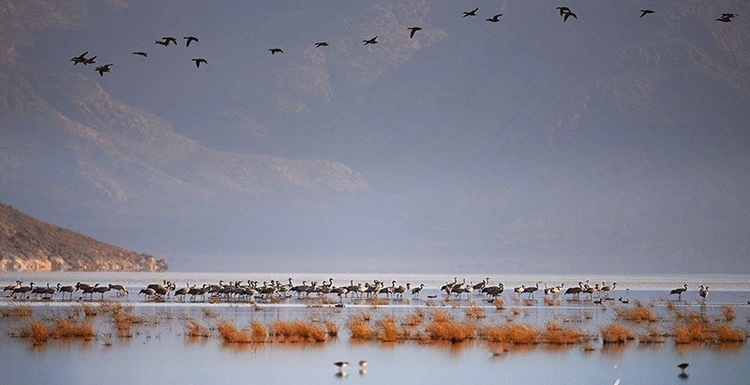 درناهای قهر کرده از دریاچه اورمیه بر تالابهای فارس نشستند